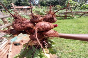 Beetroot from Kenya